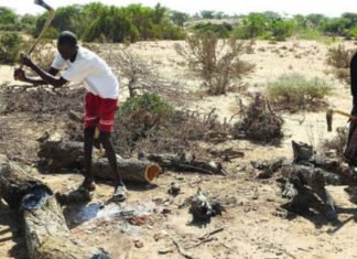 Cutting Trees Has Had a Severe Impact on the Somali Environment