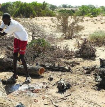 Cutting Trees Has Had a Severe Impact on the Somali Environment