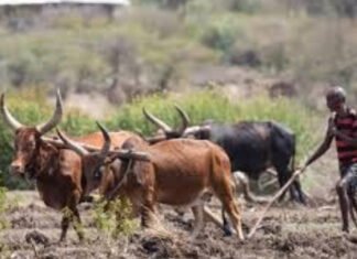 Global leaders to meet for Africa food systems forum