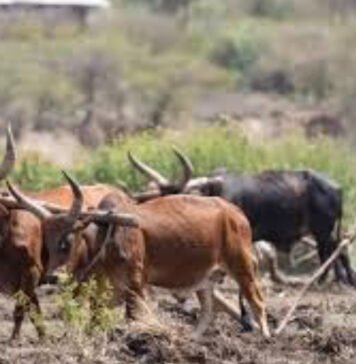 Global leaders to meet for Africa food systems forum