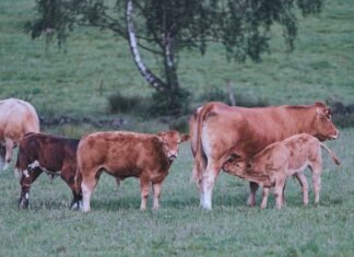 Uganda to Import Improved Cattle Breeds from Kenya