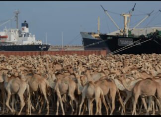 Somalia’s Livestock Boom: Pastoralists Thrive Amid Gulf Market Demand