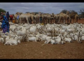 Somalia Becomes the World’s Leading Livestock Exporter