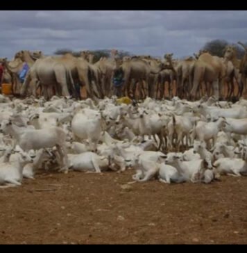 Somalia Becomes the World’s Leading Livestock Exporter