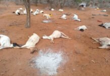 Floods Devastate Pastoralist Communities in Kenya