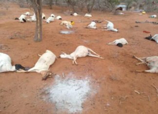 Floods Devastate Pastoralist Communities in Kenya