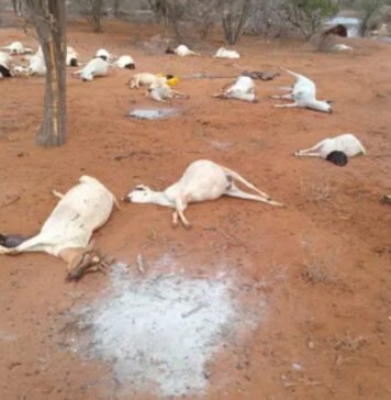 Floods Devastate Pastoralist Communities in Kenya
