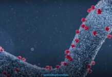 WHO Confirms Deadly Marburg Outbreak in Southern Ethiopia